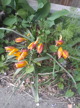 flowers